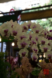 Taiwan 2012 - Taipei - Jianguo Holiday Flower Market - Weiße Orchideen