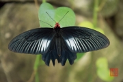 Malaysia 2013 - Butterfly Farm - Black-Striped-White