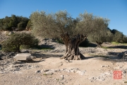 Nimes 2014 - Aqueduct - Olive Tree
