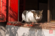 Hanoi 2016 - Cat